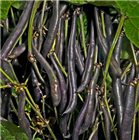 Purple Queen Bean Seeds