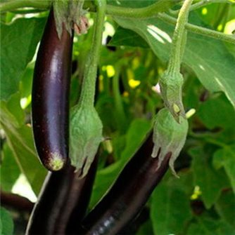 Barbentane eggplant seeds